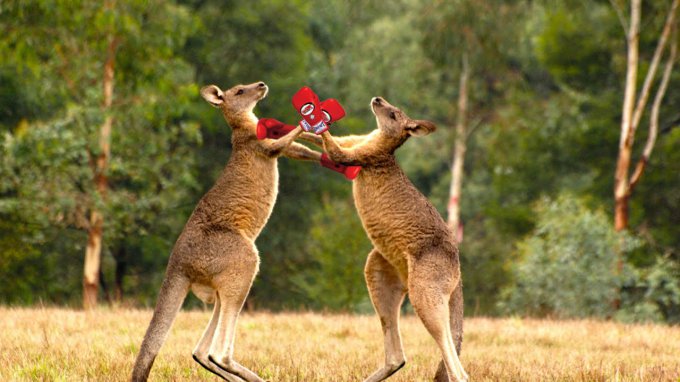 Кикбоксинг от двух кенгуру взрывает Интернет. Видео