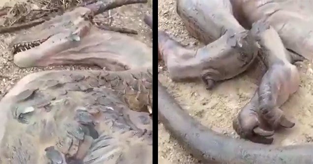 Американский путешественник нашел мертвого «дракона». Видео