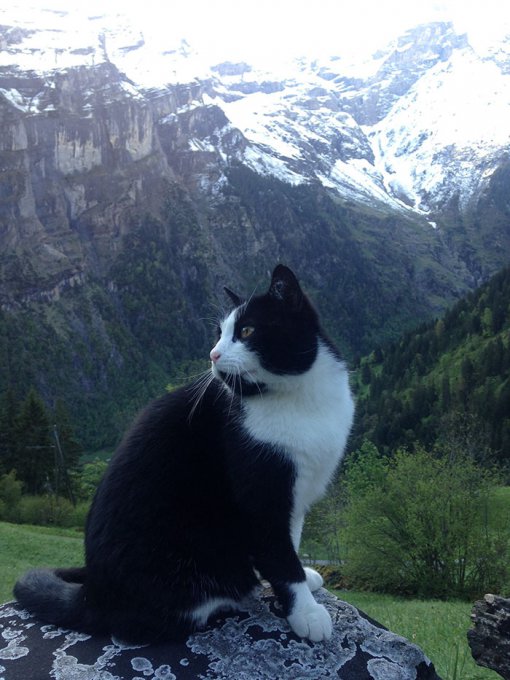 Кошка спасла жизнь человеку, заблудившемуся в Альпах. Видео