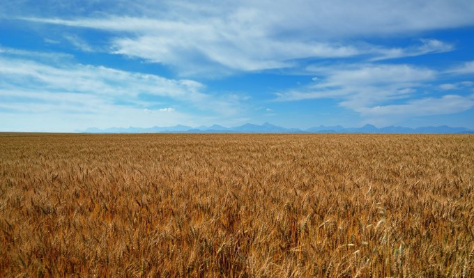 Украина экспортирует рекордное количество зерна