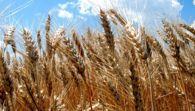 В Херсонской области похвастались новым сортом пшеницы