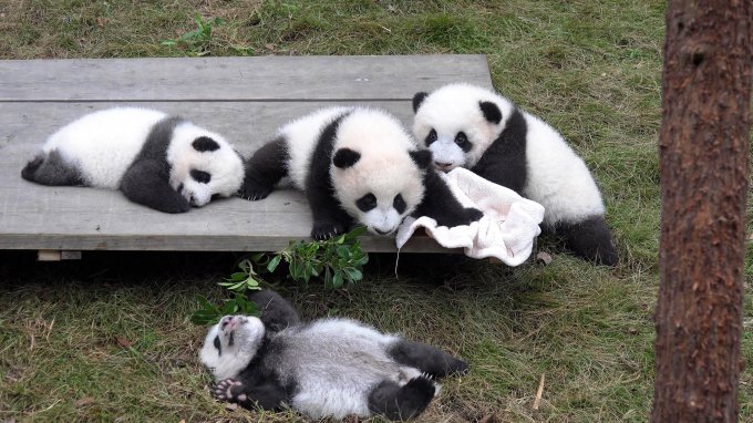 В Китае показали детский сад для панд