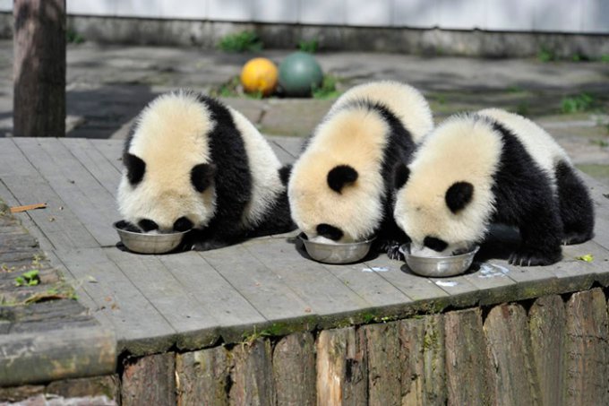 В Китае показали детский сад для панд