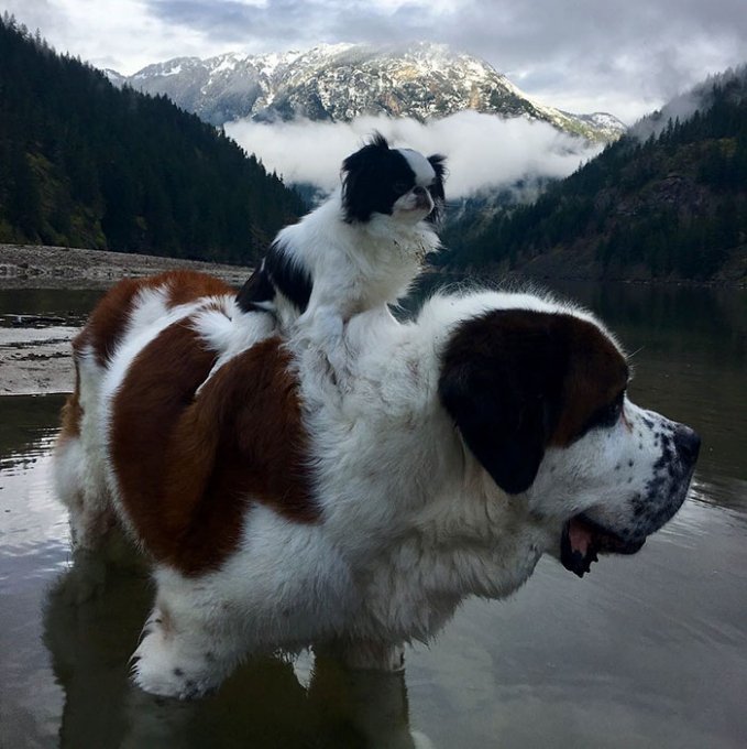 Как выглядит дружба самой большой и самой маленькой собаки. Фото
