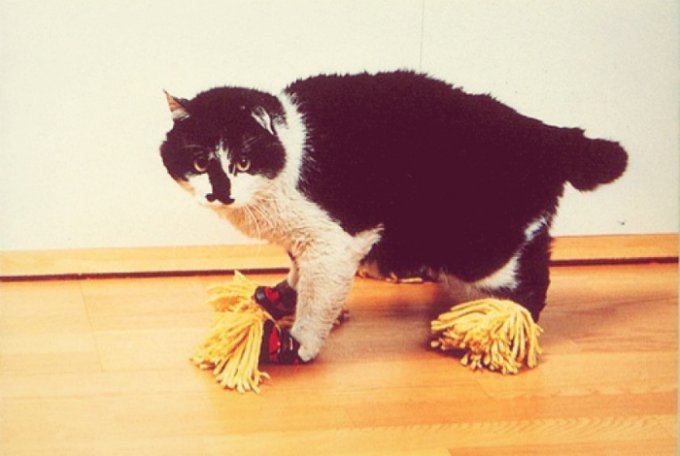 «Продвинутые» кошки - какие технологии облегчают жизнь любимых питомцев. Фото