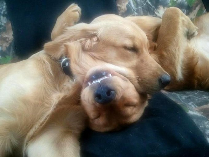 Собаки умеют смешно спать. Фото