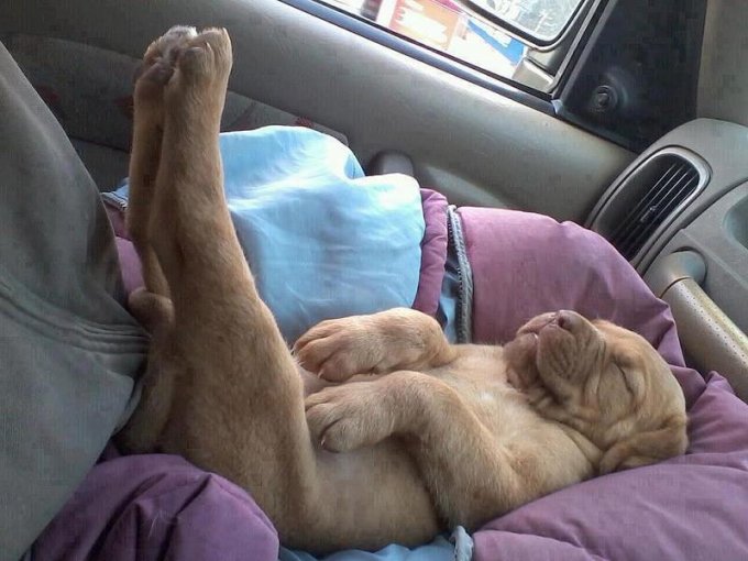 Собаки умеют смешно спать. Фото