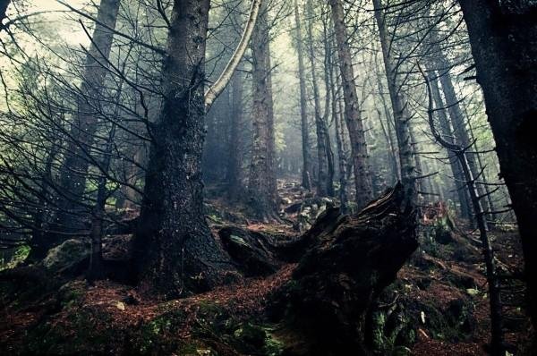 Трансильвания: Самый страшный лес на Земле. Фото