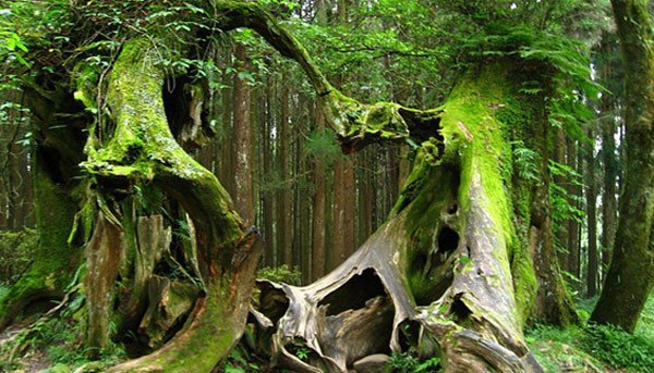 Трансильвания: Самый страшный лес на Земле. Фото