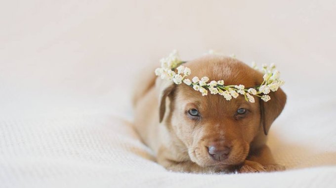 Фотографии новорожденного щенка умиляют мир. Фото