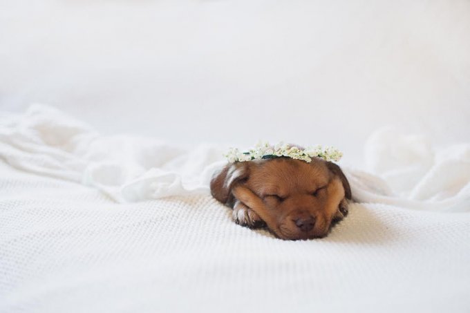 Фотографии новорожденного щенка умиляют мир. Фото