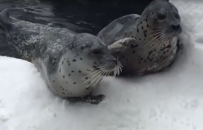 Эти животные продемонстрировали неподдельный восторг от снега. Видео