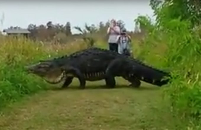 Огромный аллигатор напугал жителей Флориды. Видео
