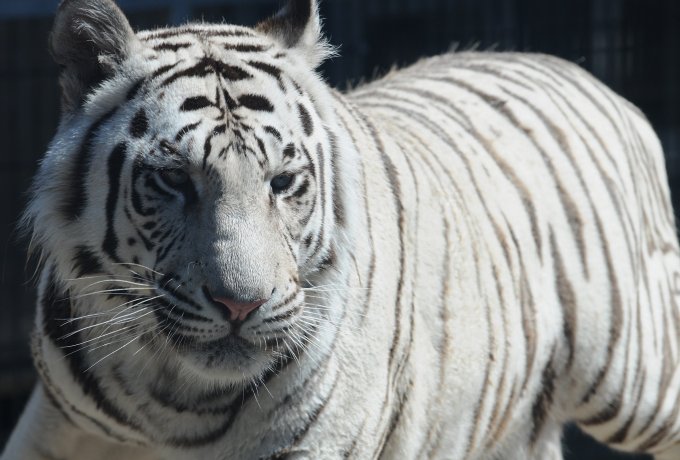 Огромный бенгальский тигр сбежал из цирка в Италии. Видео