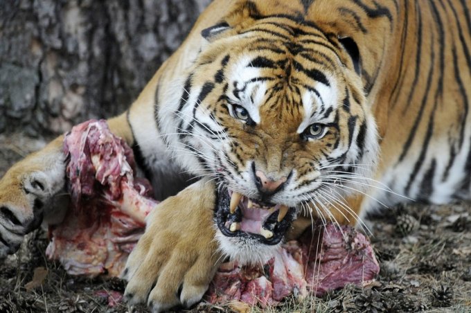 Слабонервным не смотреть: тигр разорвал туриста в китайском зоопарке. Видео