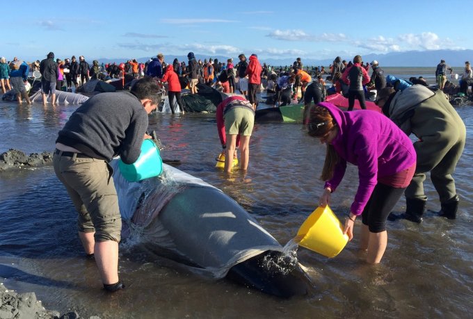 Киты-самоубийцы выбросились на берег в Новой Зеландии: 300 млекопитающих погибли. Фото