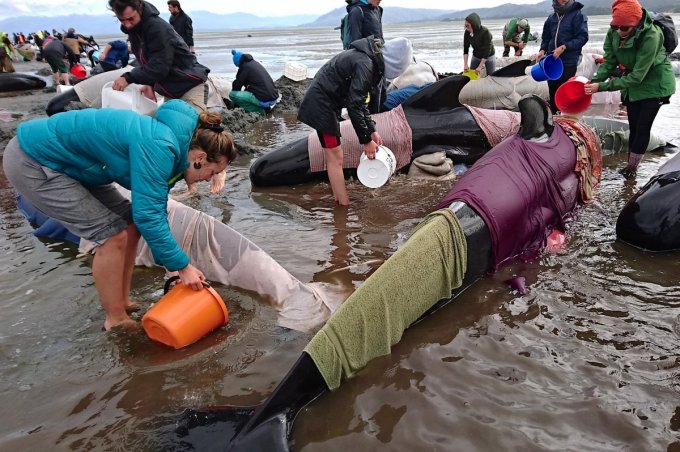 Киты-самоубийцы выбросились на берег в Новой Зеландии: 300 млекопитающих погибли. Фото