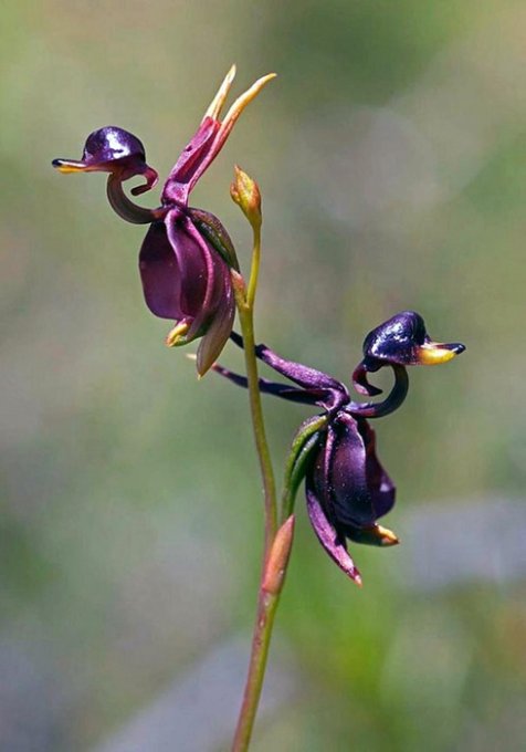 Эти орхидеи поражают своей необыкновенной красотой. Фото