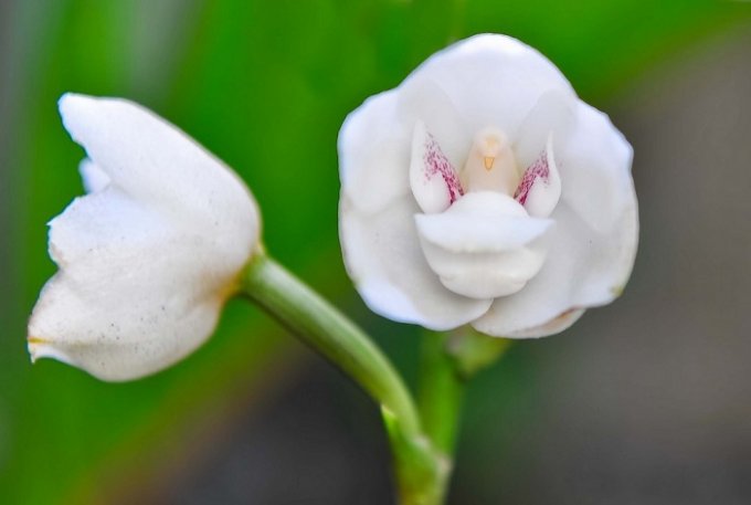 Эти орхидеи поражают своей необыкновенной красотой. Фото