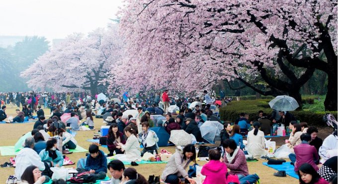 Японский фестиваль цветения сакуры. Фото