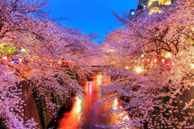 Японский фестиваль цветения сакуры. Фото