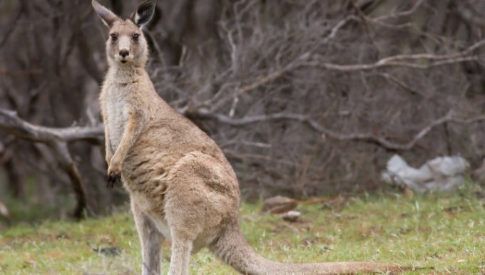 В Австралии агрессивный кенгуру напал на автомобиль. Видео
