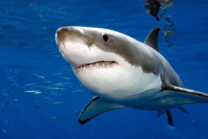 В Австралии рыбак напугал акулу шваброй. Видео