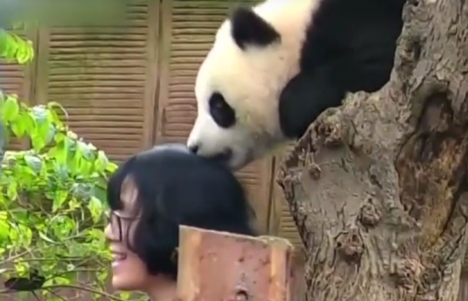 Детеныш панды вцепился зубами в голову любительнице селфи. Видео