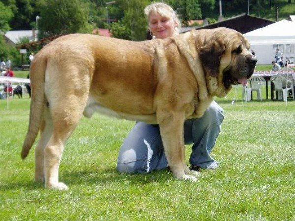 Самые крупные собаки в мире. Фото