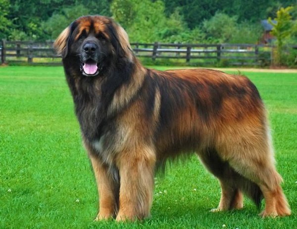 Самые крупные собаки в мире. Фото