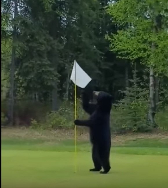 В Аляске медведь сорвал матч по гольфу. Видео