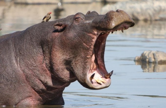 Зрелищная схватка бегемота с носорогом. Видео