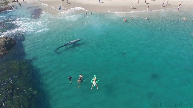 Огромный кит «подкрался» к отдыхающим на пляже в Калифорнии. Видео