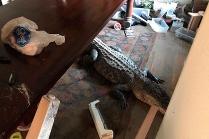 После урагана американец наткнулся в собственном доме на кровожадного аллигатора