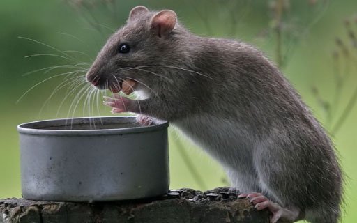 Российская пенсионерка отравила своих правнуков крысиным ядом