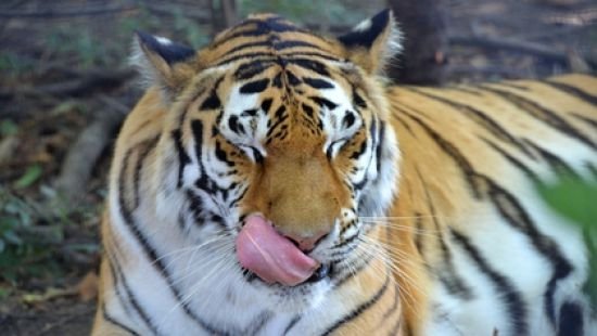 В Сети показали кадр нападения тигра на зоотехника