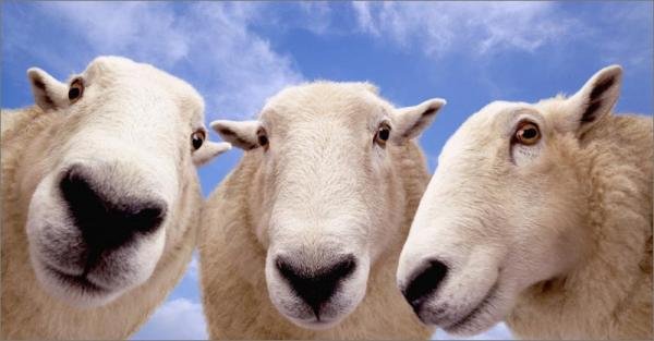 Прикол недели: овечки узнали на фотках бывшего президента США