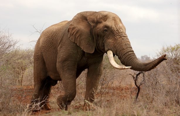 В Африке дикий слон растоптал туристов из Европы