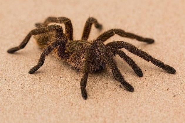 В Австралии огромный паук не выпускал девушку из автомобиля. Видео