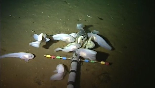 В Марианской впадине нашли новый вид глубоководной рыбы. Видео