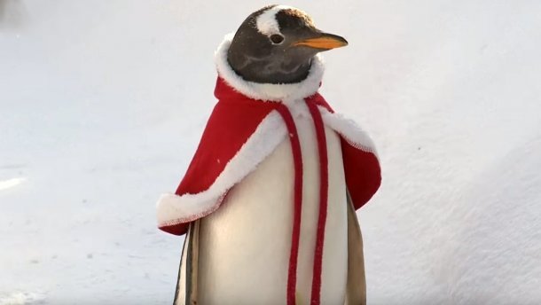 Смех да и только: в китайском зоопарке пингвинов нарядили Санта Клаусами