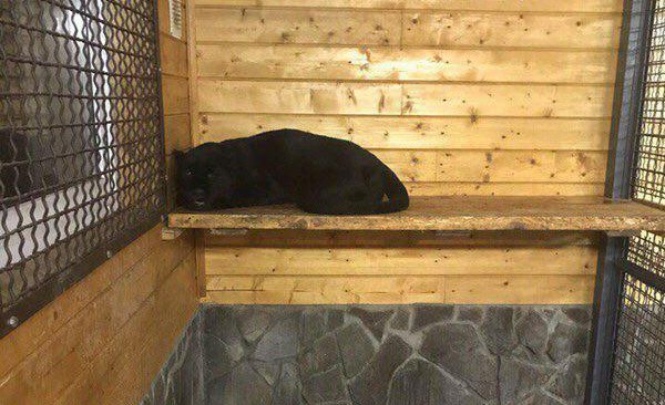 В российском частном зоопарке пантера загрызла украинца