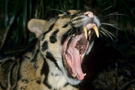 Нагнал страху: в Британии из частного зверинца сбежал леопард