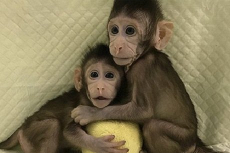 Китайские ученые впервые клонировали обезьян. Видео