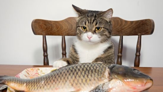 В киевский рыбоохранный патруль приняли на работу кошку. Видео