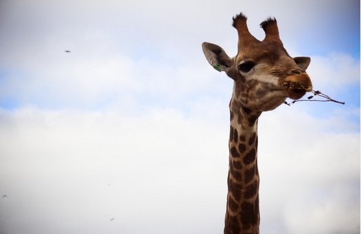От переизбытка чувств: неуклюжий жираф «взорвал» Сеть