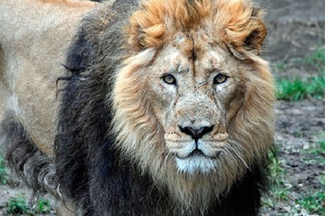 Осталась только голова: в Африке львы съели браконьера