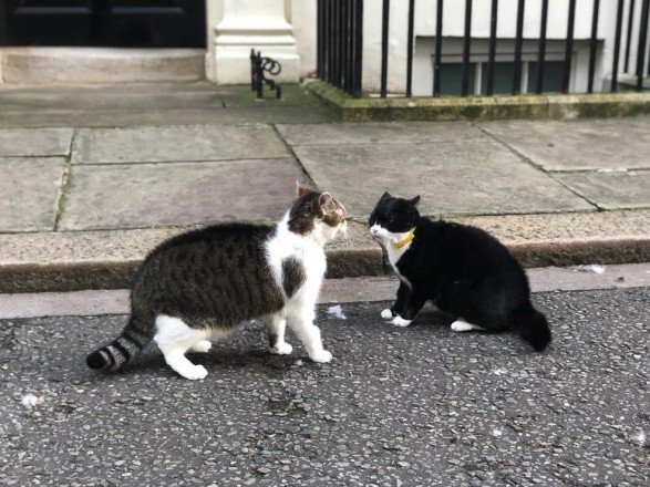 Драма на Даунинг-стрит: подрались два главных кота Британии
