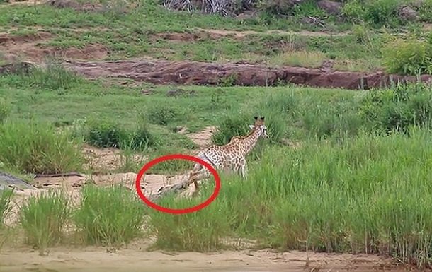 От судьбы не убежишь: жираф удрал от крокодилов, но попал в пасти львов. Видео