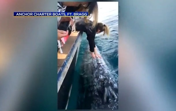 Туристы, несмотря на угрозу, погладили огромного кита. Видео